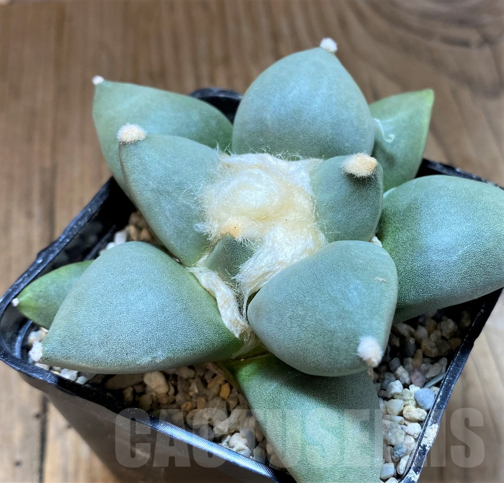 SH8738 Ariocarpus lloydii hybrid, seedling, own roots