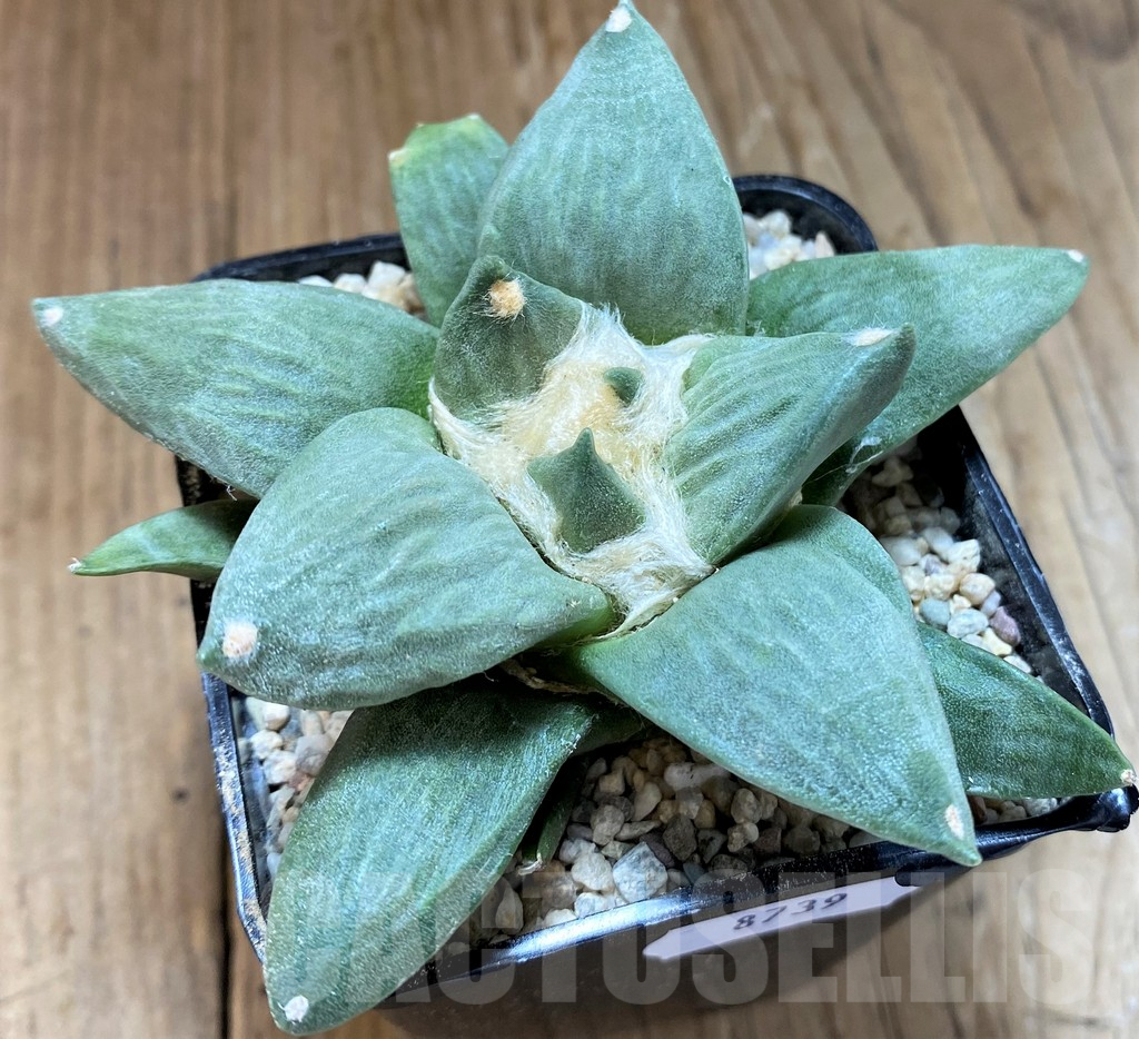 SH8739 Ariocarpus retusus hybrid, seedling, own roots