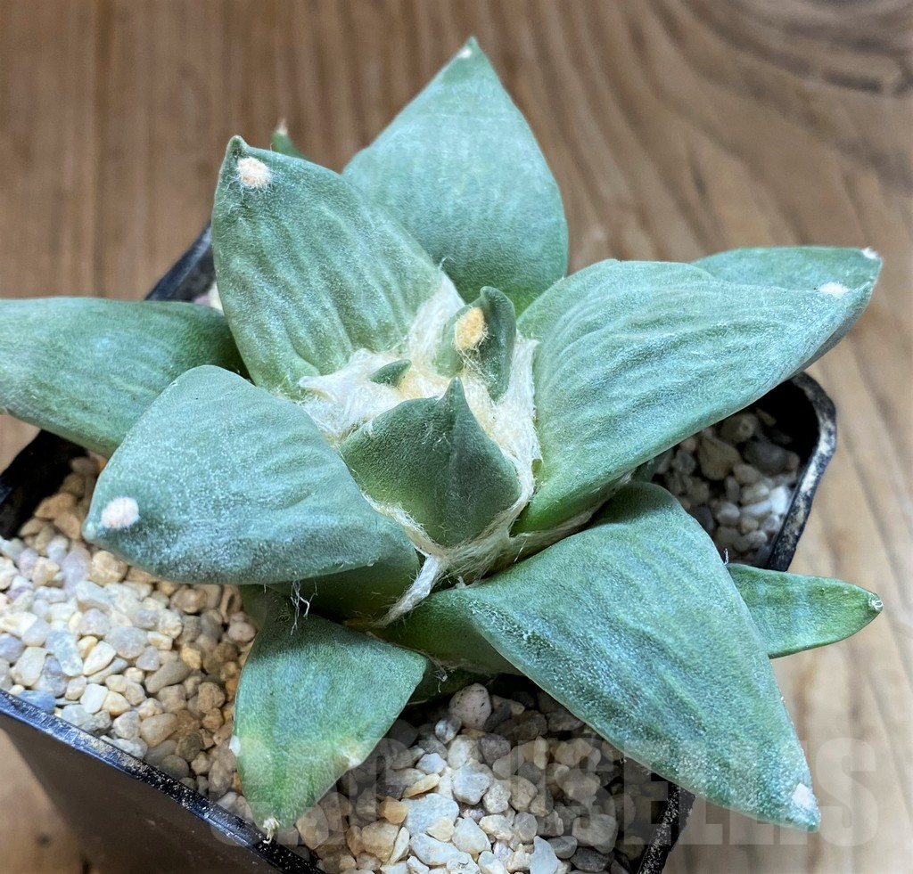 SH8739 Ariocarpus retusus hybrid, seedling, own roots – Image 2