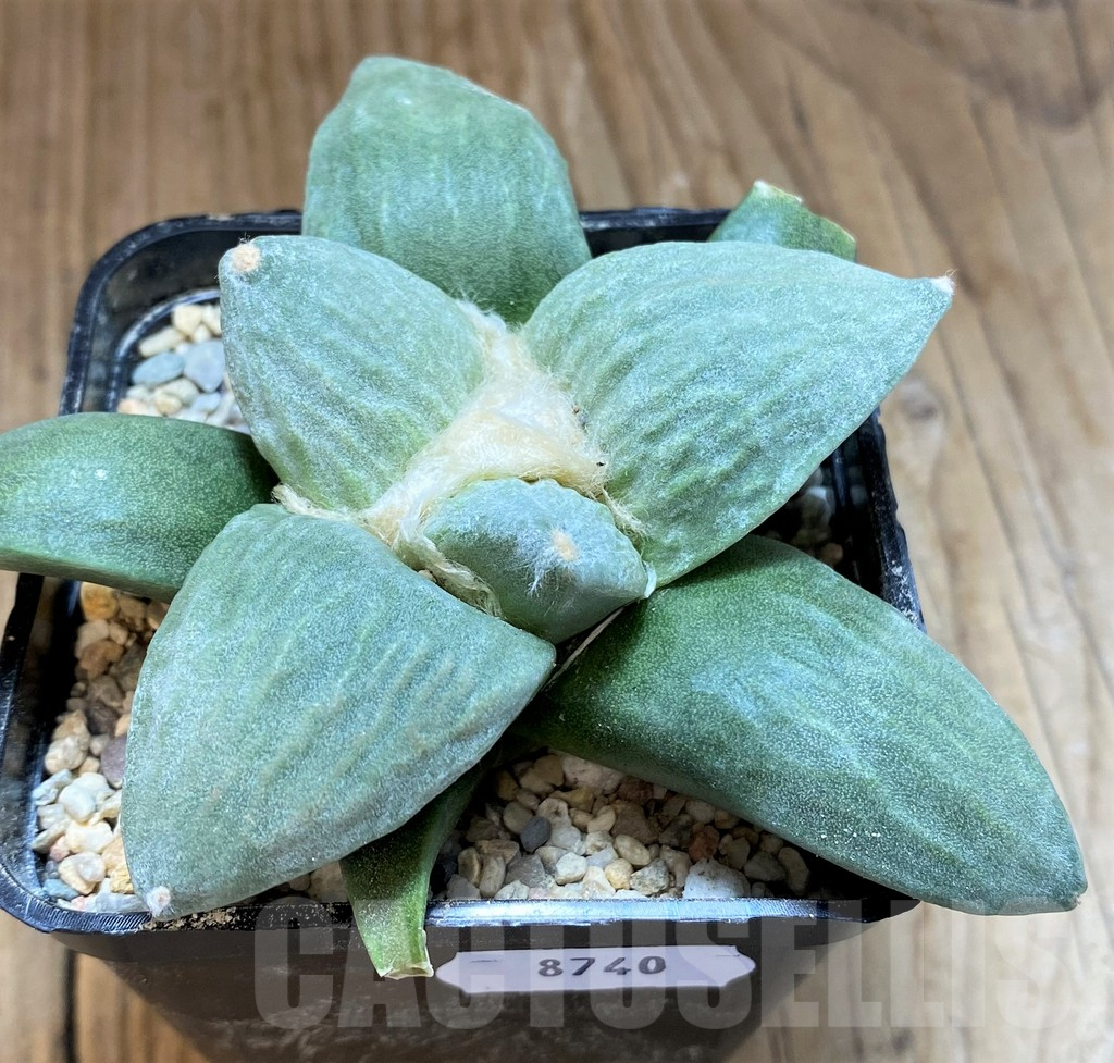 SH8740 Ariocarpus retusus hybrid, seedling, own roots