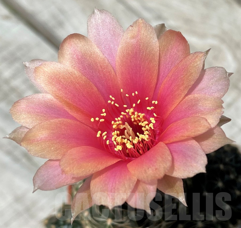 SH8818 Lobivia wrightiana, old 10 years