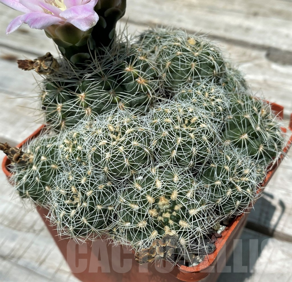 SH8821 Gymnocalycium bruchii v. albispinum, old 12 years - Image 2