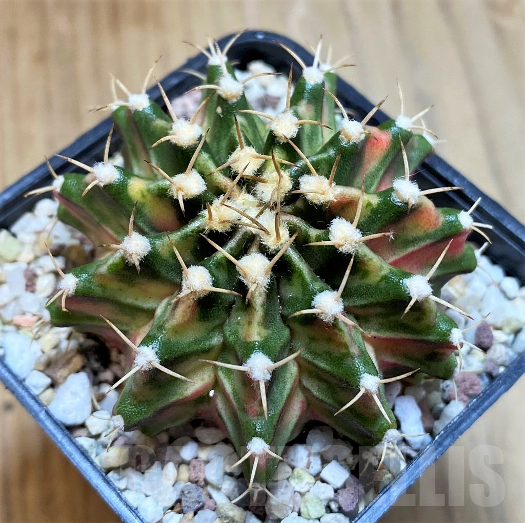 SH8851 Gymnocalycium mihanovichii 'Fantasia' - Obrázek 2