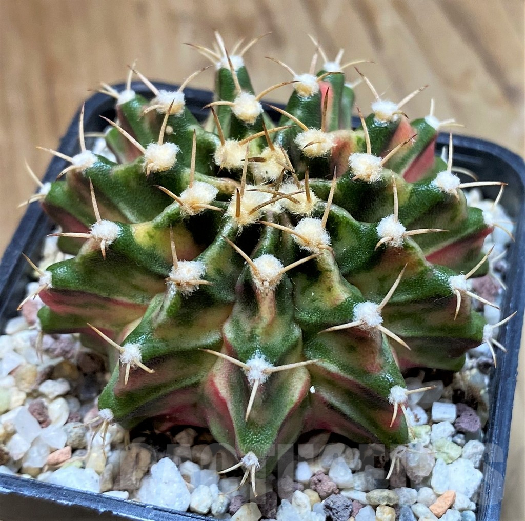 SH8851 Gymnocalycium mihanovichii 'Fantasia'