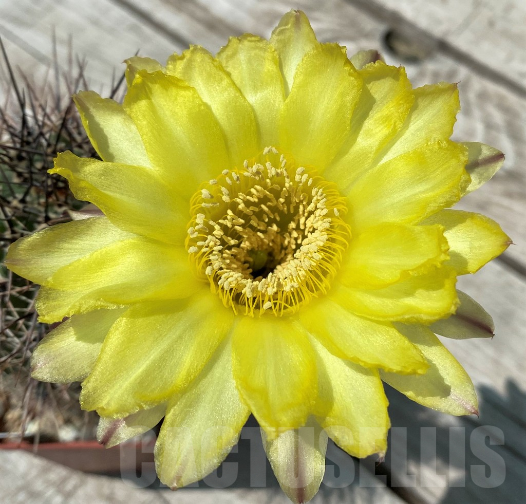 SH8855 Echinopsis hybrid KLA 26B