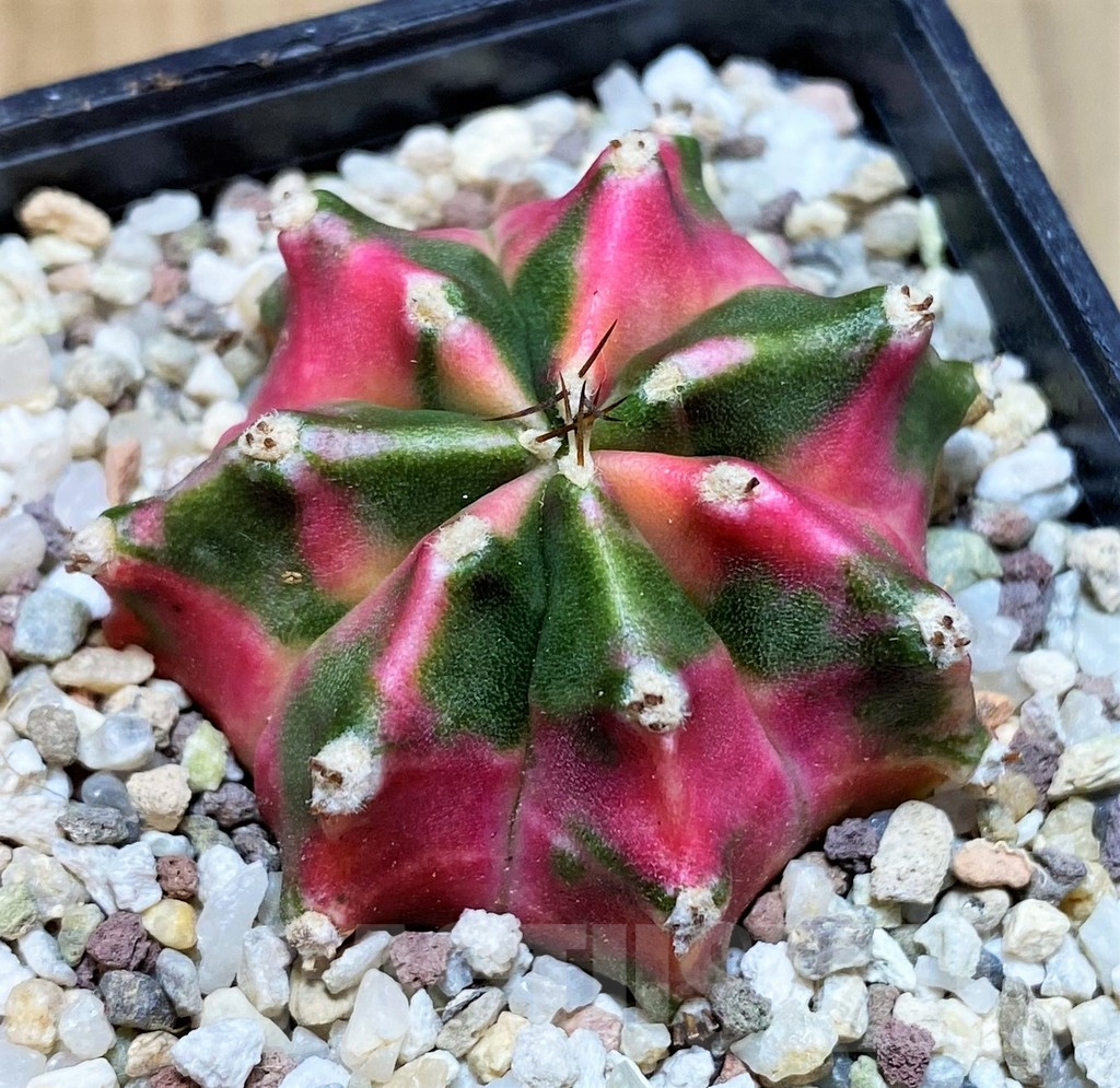 SH8852 Gymnocalycium mihanovichii 'Submongkol'