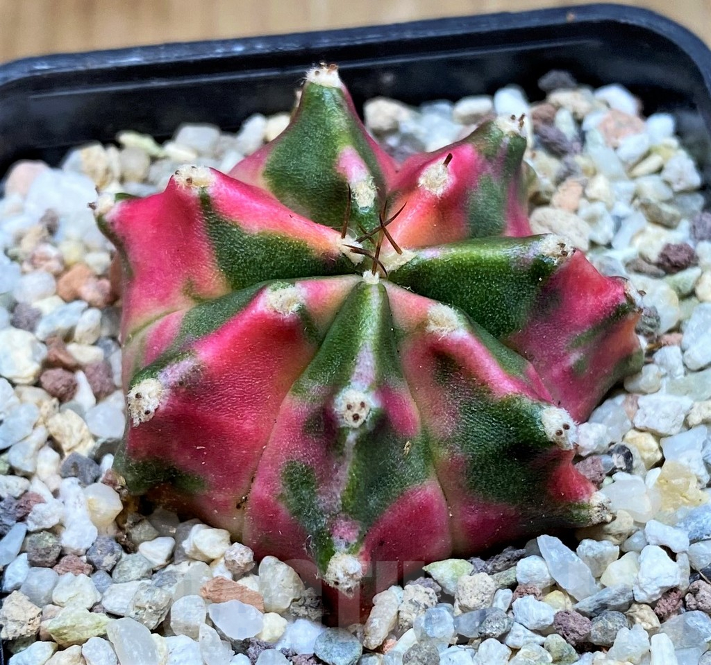 SH8852 Gymnocalycium mihanovichii 'Submongkol' - immagine 2