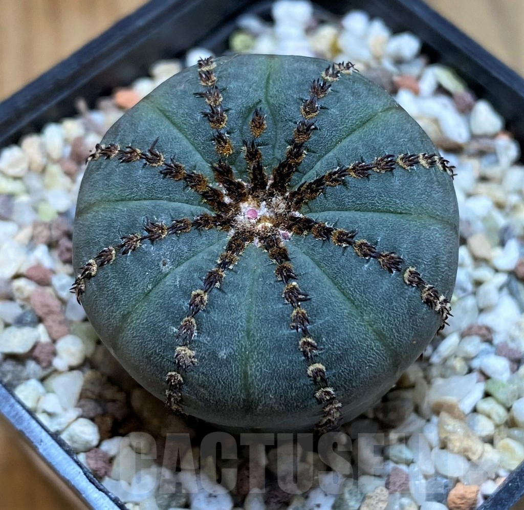 SH8854 Frailea castanea ‘Niten’