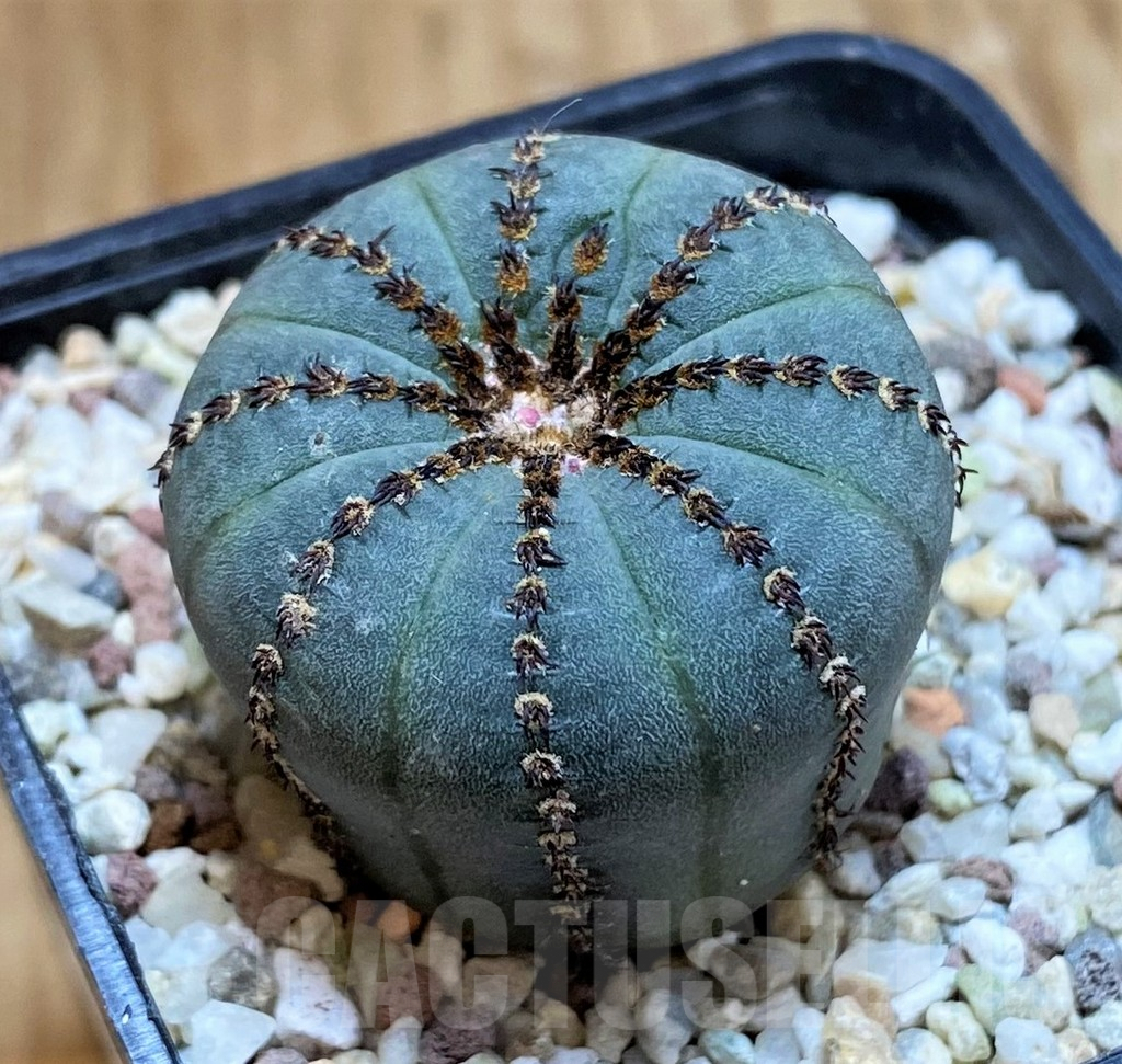 SH8854 Frailea castanea ‘Niten’ - Image 2