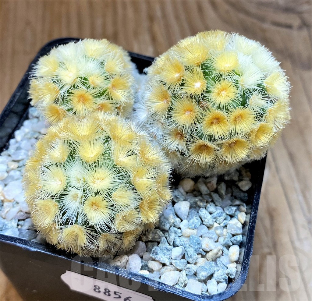 SH8856 Mammillaria carmenae ‘Buddha’