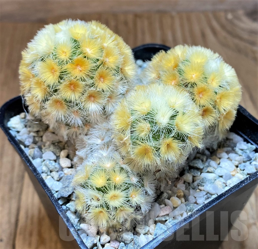 SH8856 Mammillaria carmenae ‘Buddha’ - immagine 2