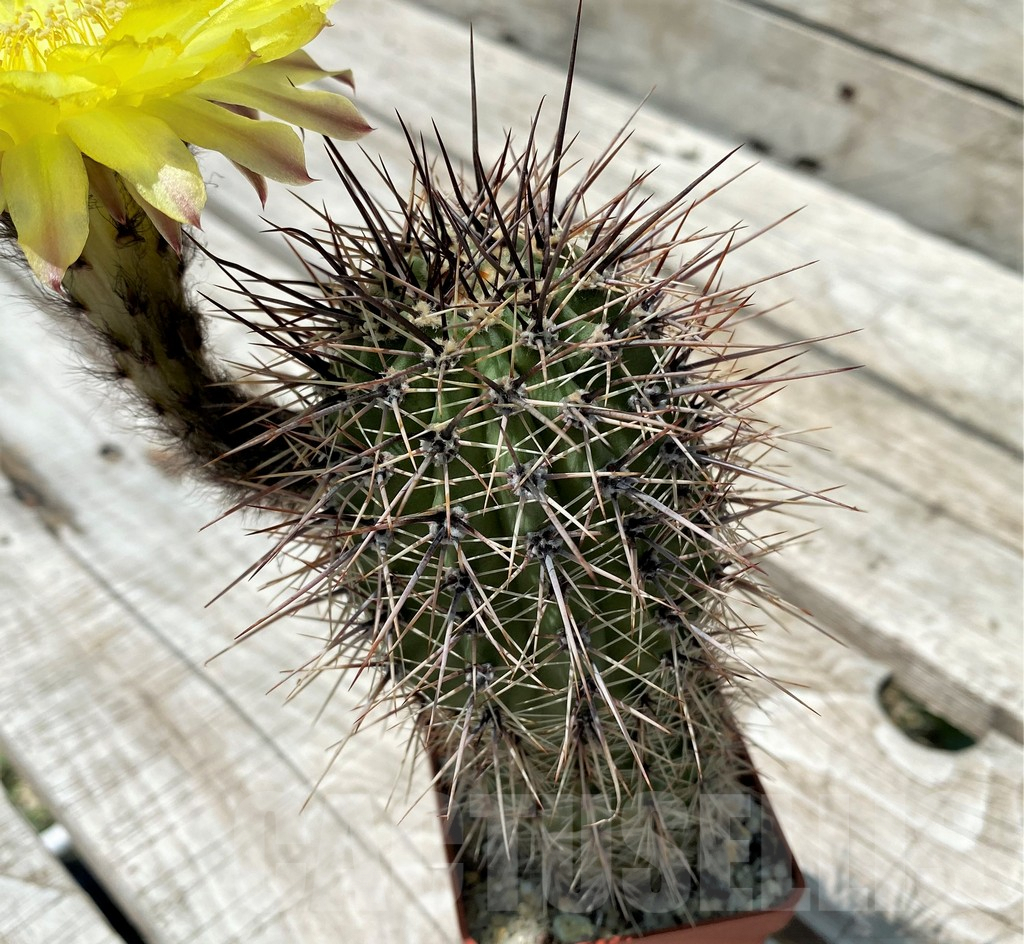 SH8855 Echinopsis hybrid KLA 26B - Image 2
