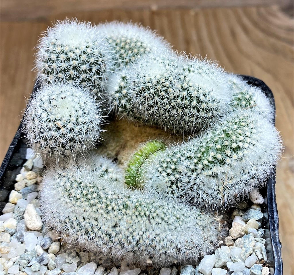 SH8858 Notocactus scopa v. candidus f. cristata - Image 2