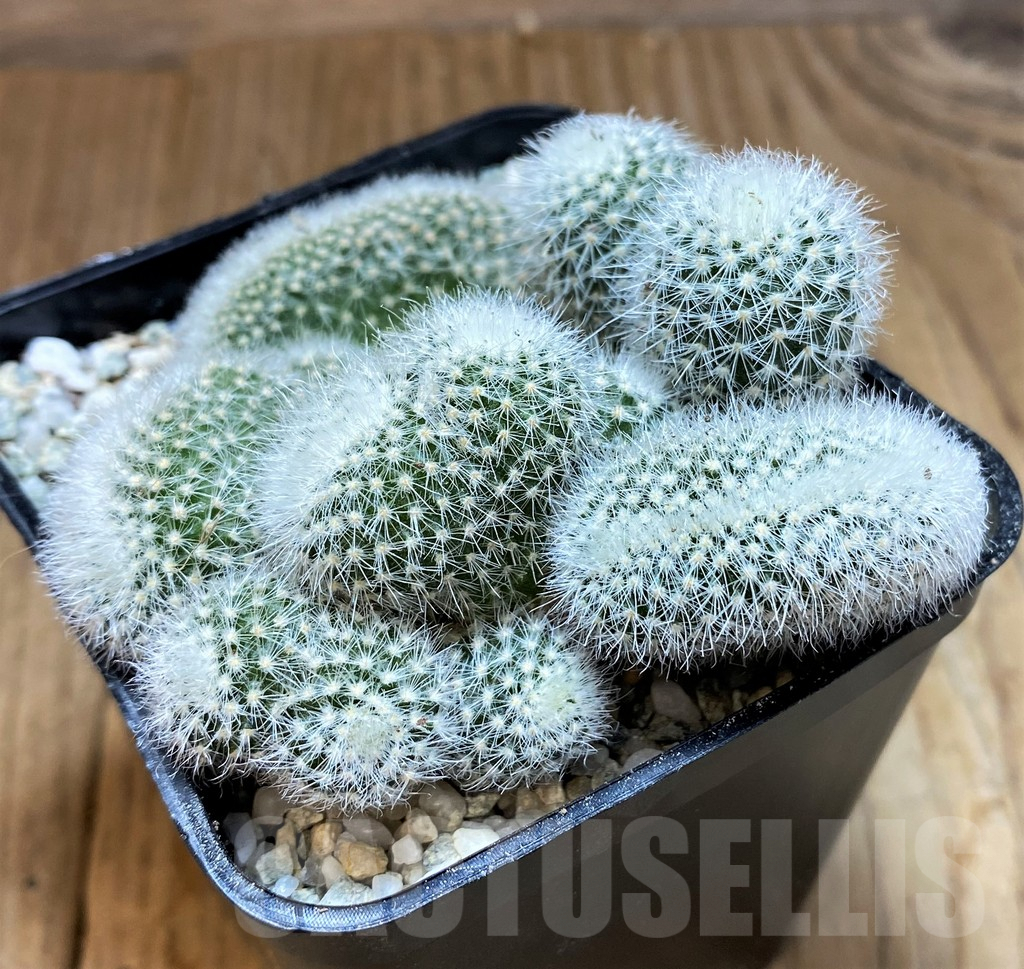 SH8858 Notocactus scopa v. candidus f. cristata