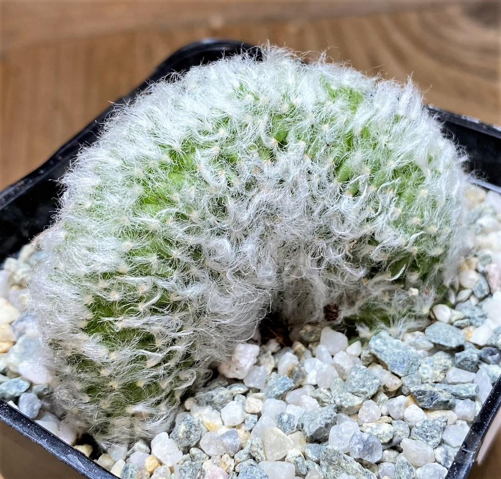SH8859 Mammillaria bocasana f. cristata