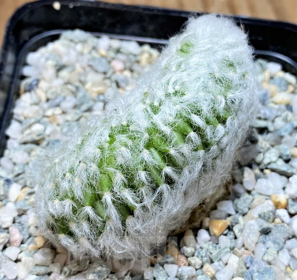 SH8859 Mammillaria bocasana f. cristata - immagine 2