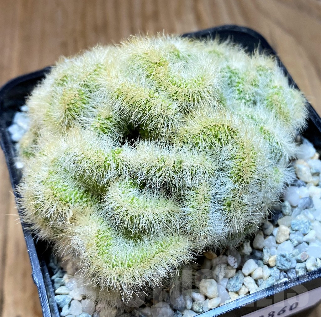 SH8860 Neobuxbaumia polylopha f. cristata - Image 2