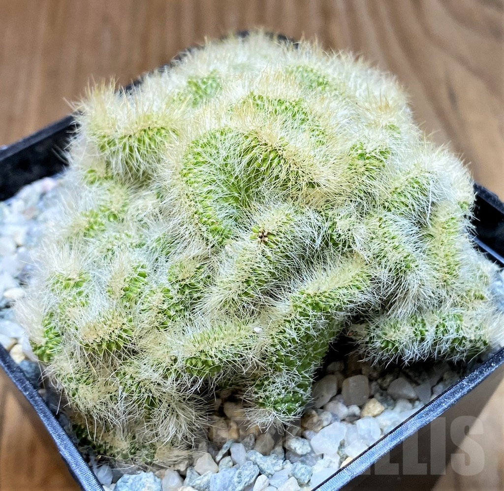 SH8860 Neobuxbaumia polylopha f. cristata