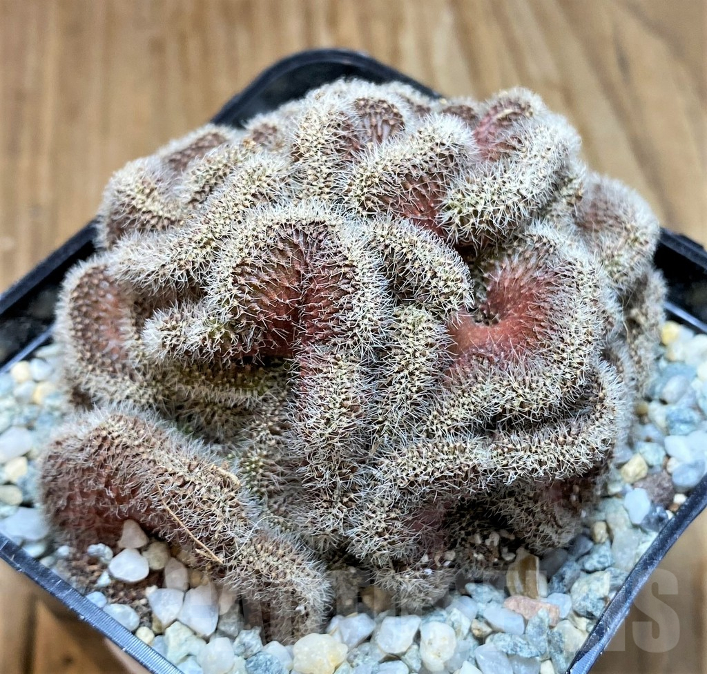 SH8861 Setiechinopsis mirabilis f. cristata - Image 2