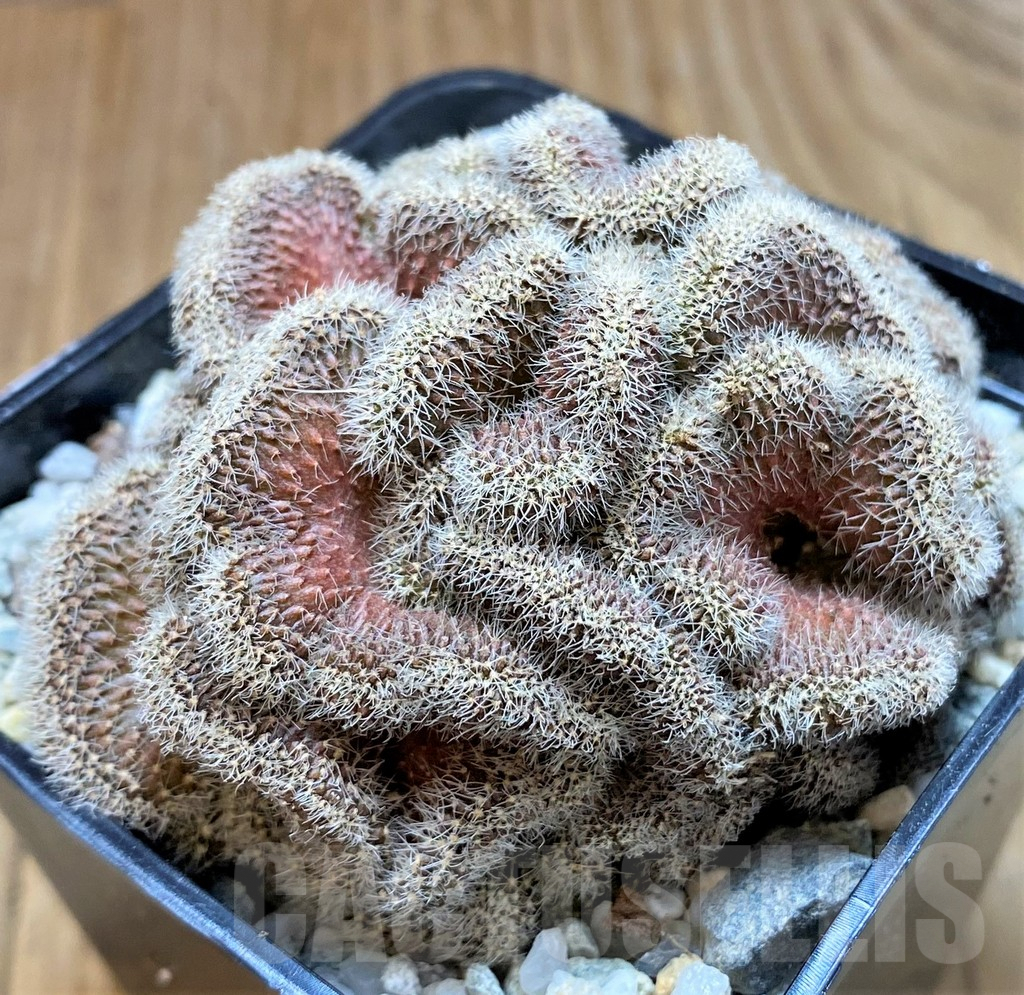 SH8861 Setiechinopsis mirabilis f. cristata