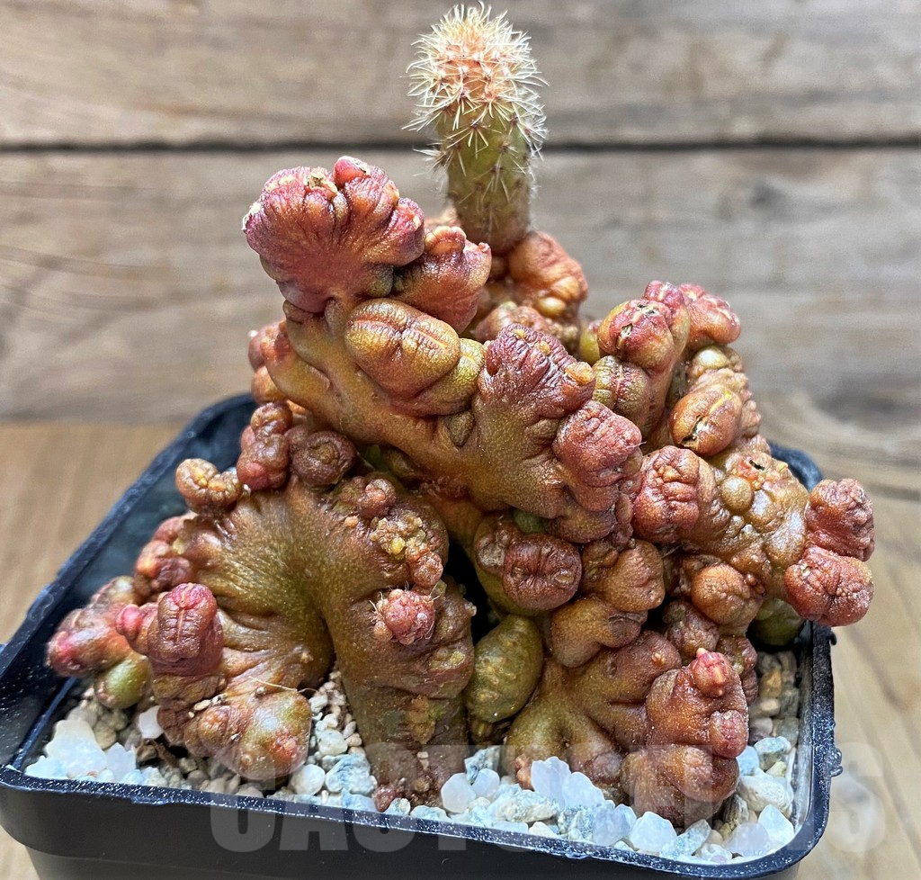 SH8862 Echinopsis ‘Chocolate’ f. monstrosa - Image 2