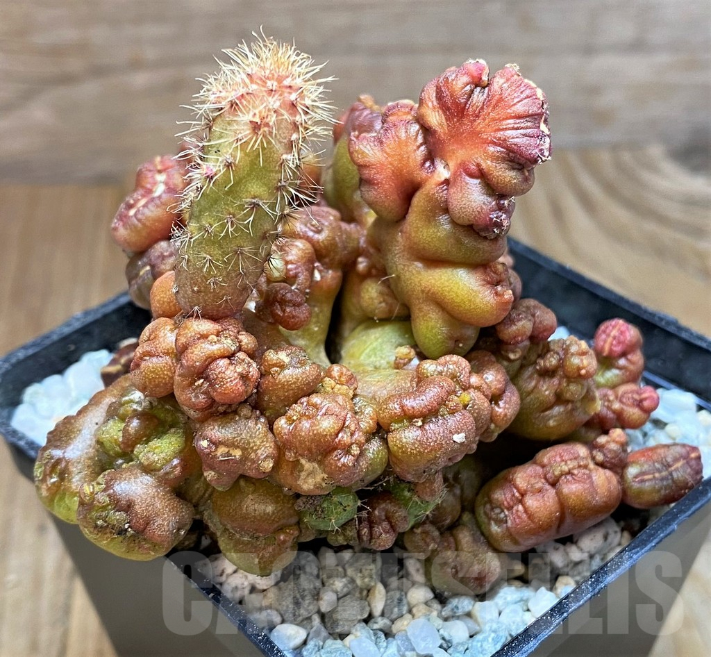 SH8862 Echinopsis ‘Chocolate’ f. monstrosa