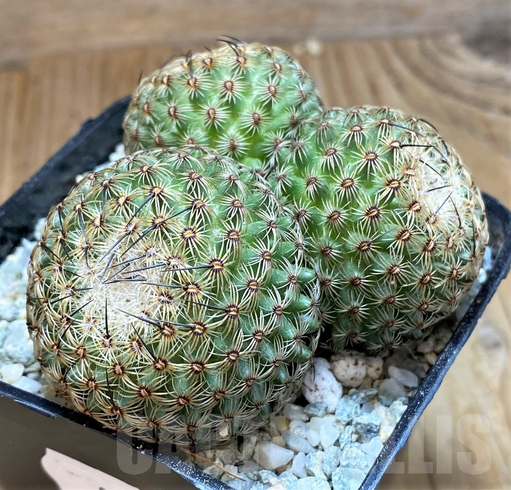 SH8863 Mammillaria huitzilopochtli - 画像 (2)