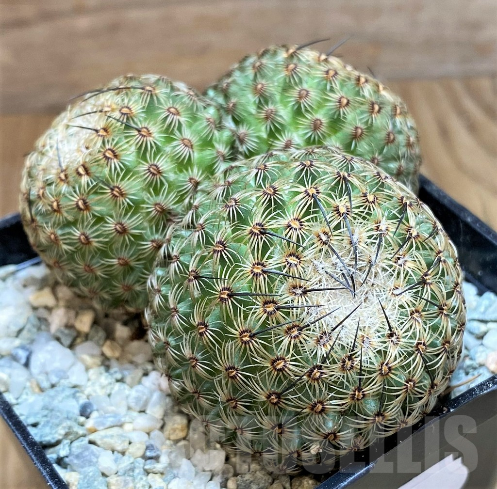 SH8863 Mammillaria huitzilopochtli