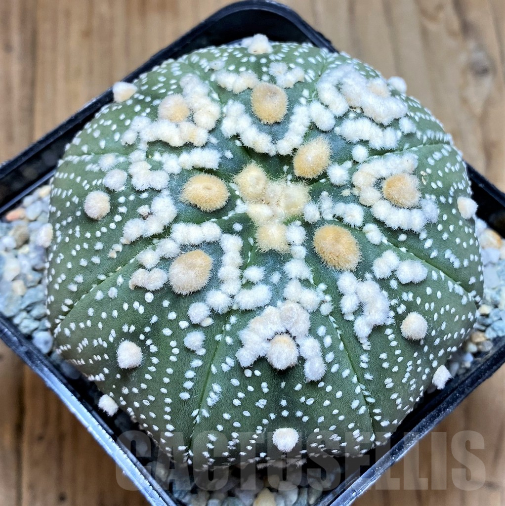 SH8864 Astrophytum asterias 'Hanazono'