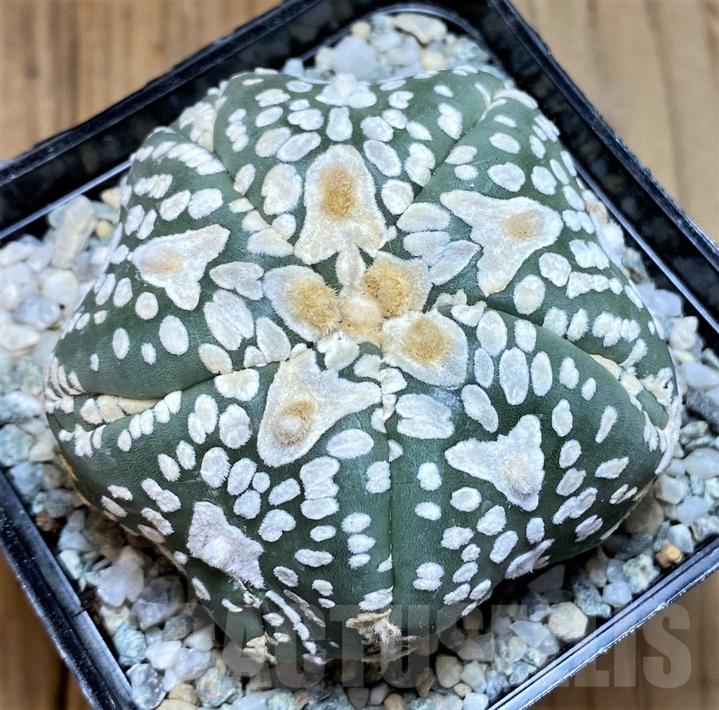 SH8865 Astrophytum asterias ‘Super Kabuto’ V-type, 5-ribs