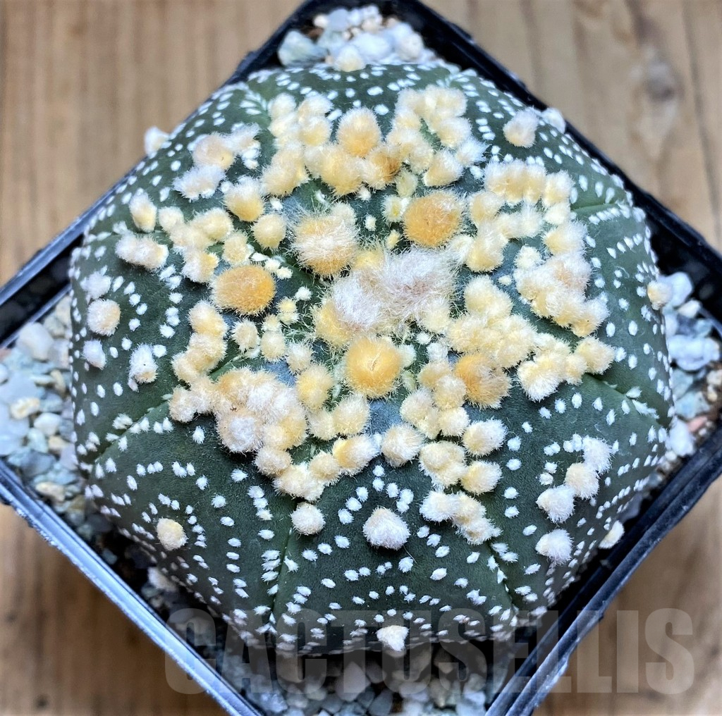 SH8866 Astrophytum asterias 'Hanazono'
