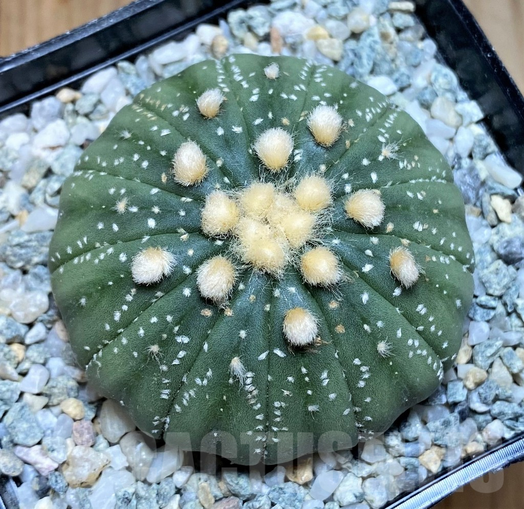 SH8868 Astrophytum asterias f. multicostatum