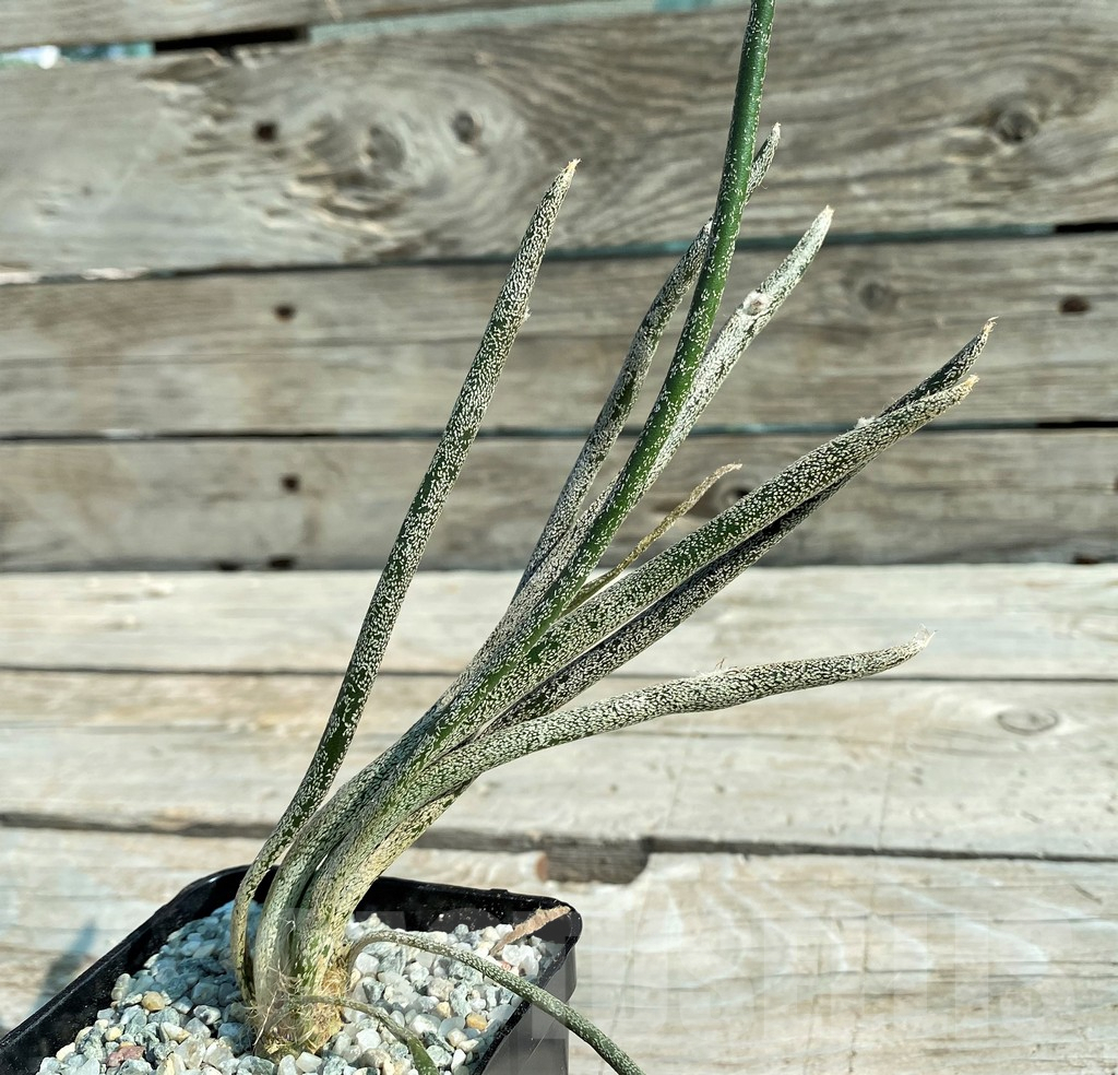 SH8870 Astrophytum caput-medusae, own roots