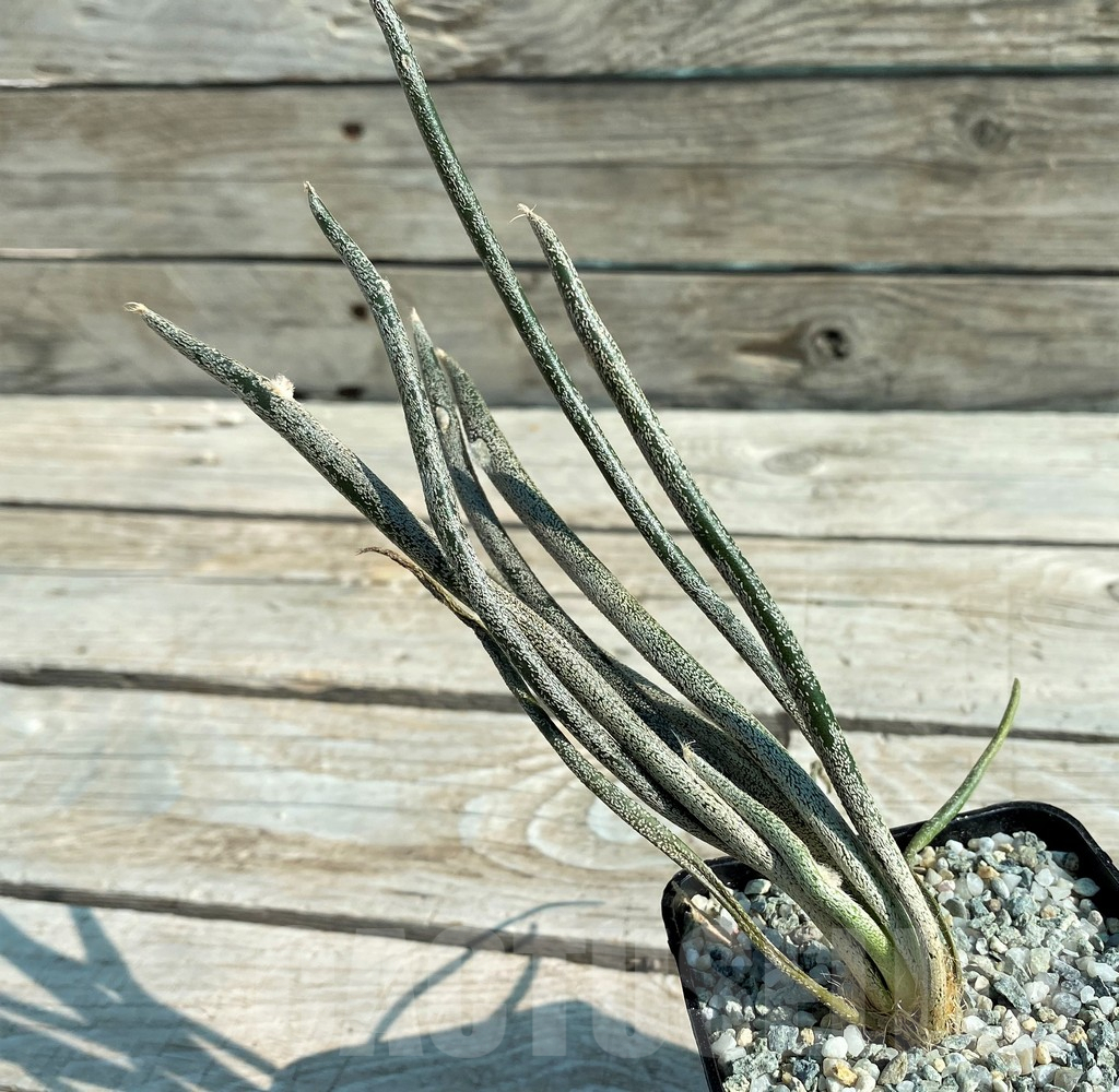 SH8870 Astrophytum caput-medusae, own roots - Imagen 2