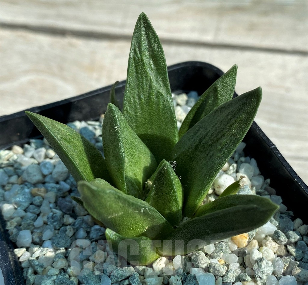 SH8871 Ariocarpus trigonus x scapharostrus