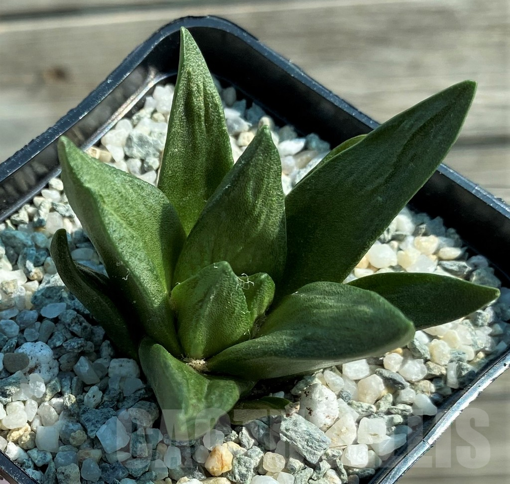 SH8871 Ariocarpus trigonus x scapharostrus - Image 2