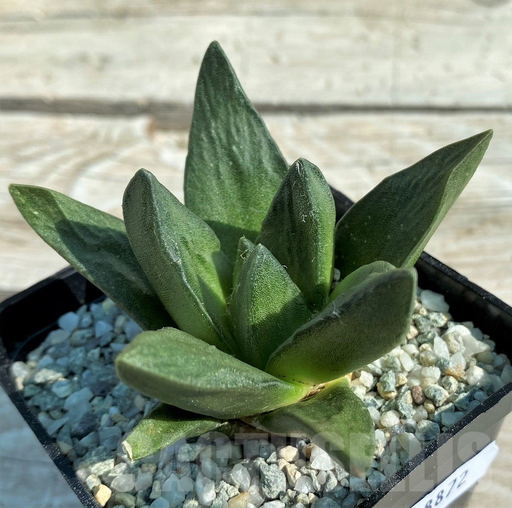 SH8872 Ariocarpus trigonus x scapharostrus
