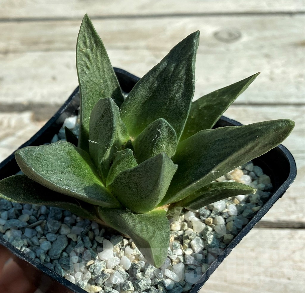 SH8872 Ariocarpus trigonus x scapharostrus - immagine 2