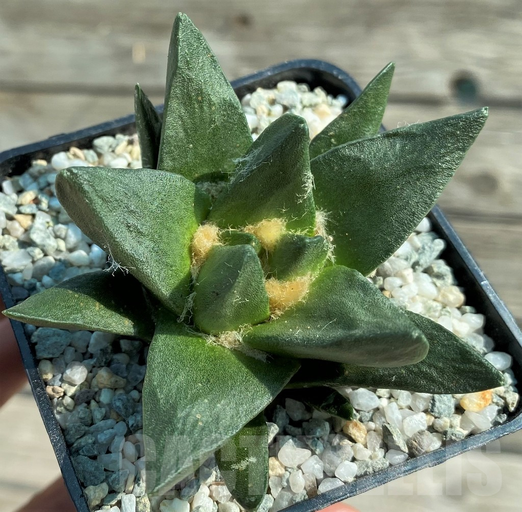 SH8873 Ariocarpus trigonus x scapharostrus - Image 2