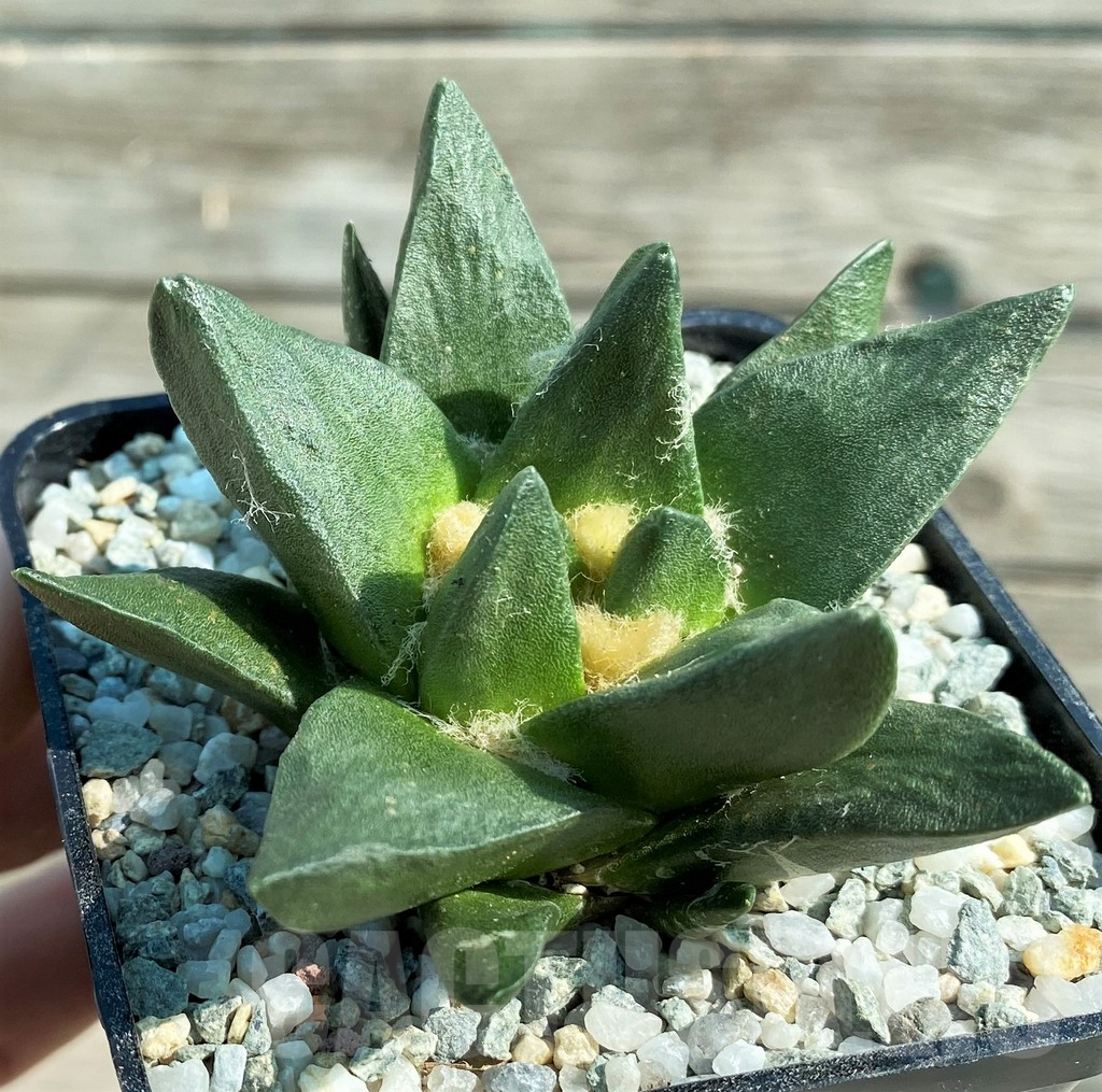 SH8873 Ariocarpus trigonus x scapharostrus