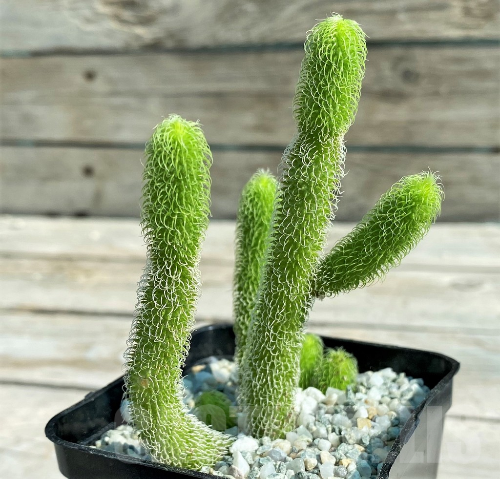 SH8876 Stapelianthus pilosus - Image 2