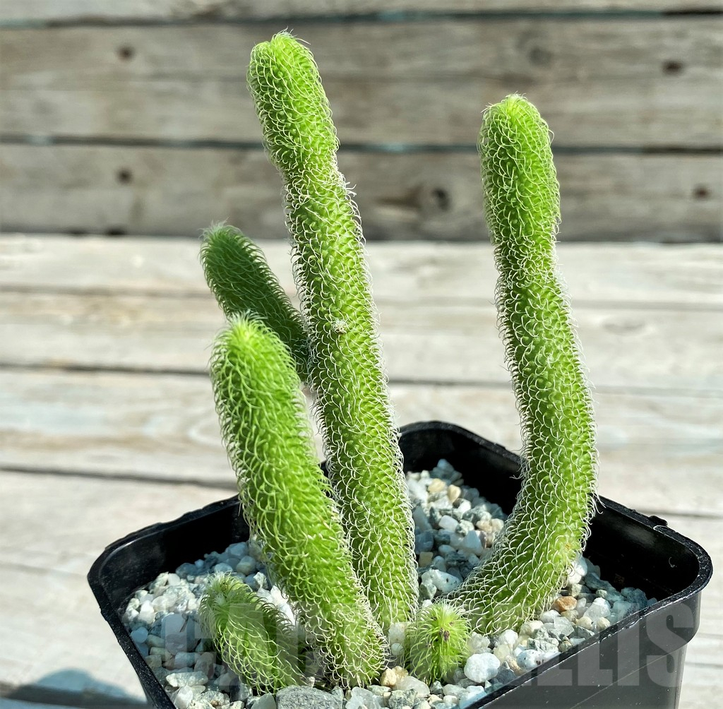 SH8876 Stapelianthus pilosus