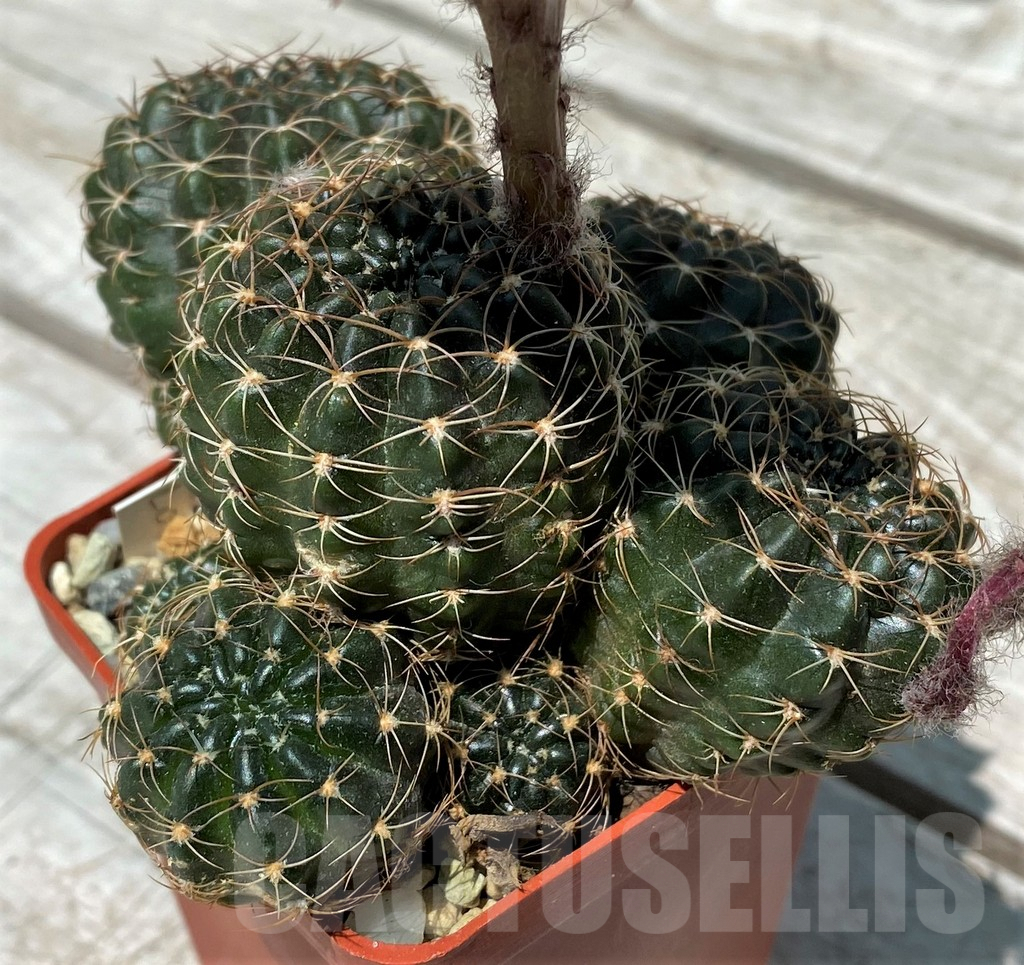 SH8818 Lobivia wrightiana, old 10 years - immagine 2