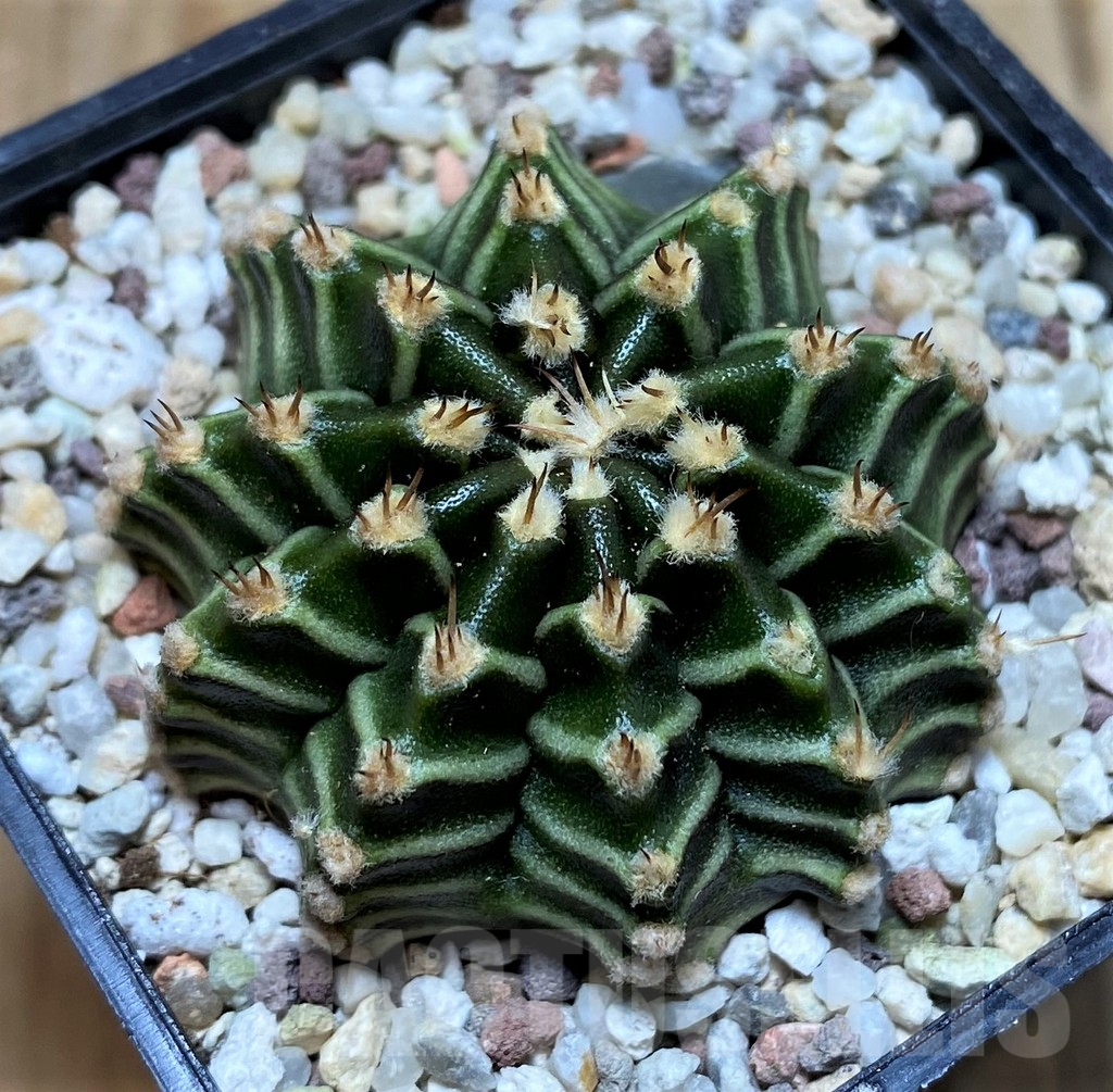 SH8825 Gymnocalycium mihanovichii ‘Tingerbell’ - Image 2