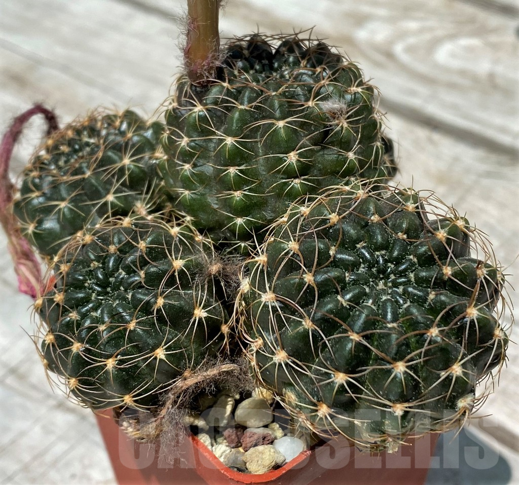 SH8818 Lobivia wrightiana, old 10 years - immagine 3