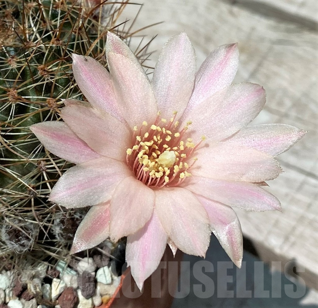 SH8819 Mediolobivia pygmaea v. pelzliana W333, old 8 years