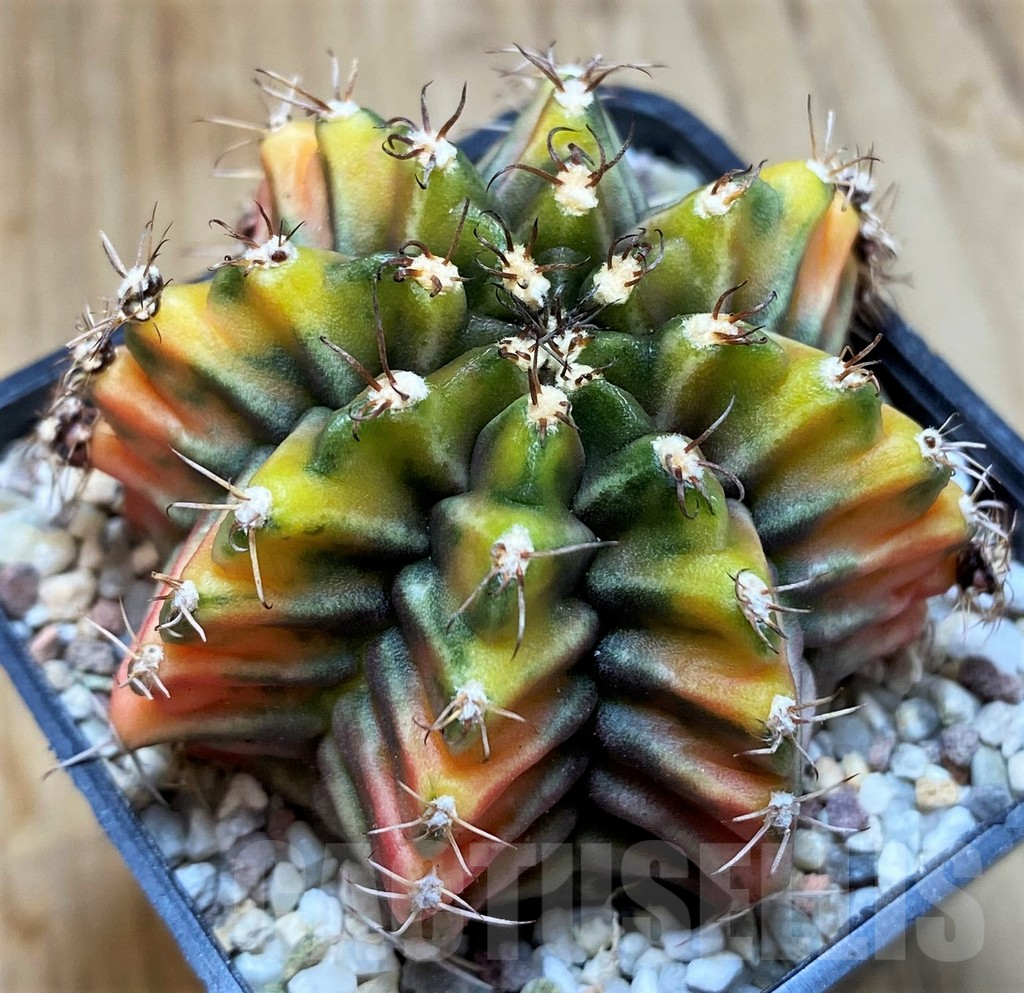 SH8831 Gymnocalycium mihanovichii 'Rootbeer' - Image 2