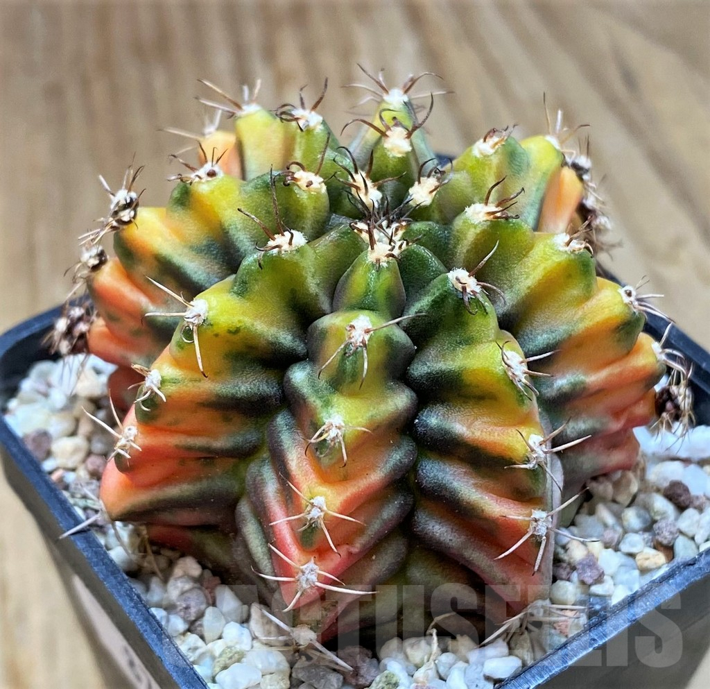 SH8831 Gymnocalycium mihanovichii 'Rootbeer'