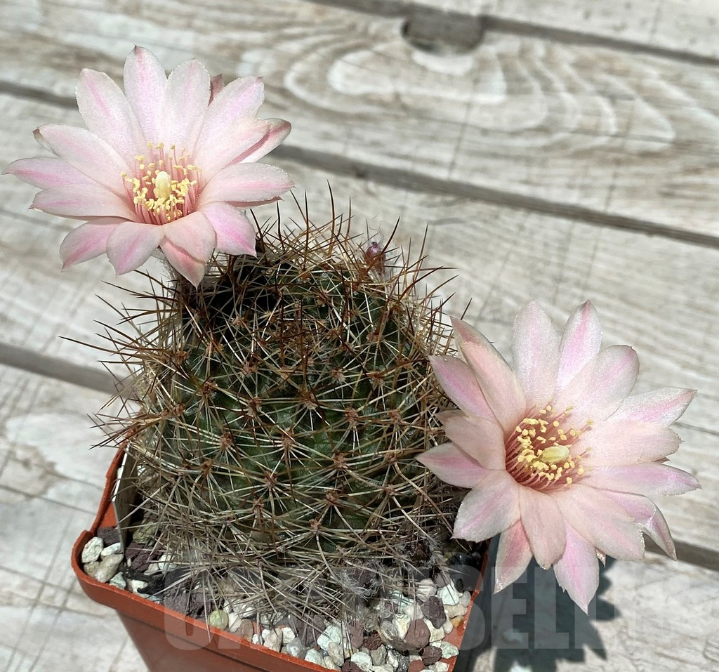 SH8819 Mediolobivia pygmaea v. pelzliana W333, old 8 years - Imagen 2