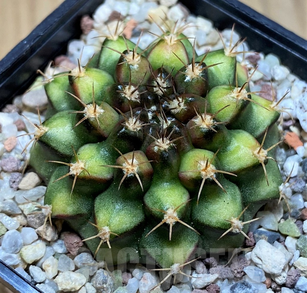 SH8832 Gymnocalycium mihanovichii 'Nepali Art' - Image 2